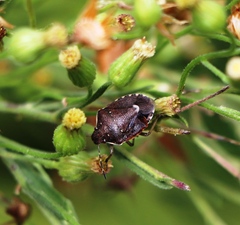Holcostethus sphacelatus