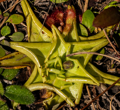 Pinguicula lutea