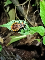 Spartocera pantomima