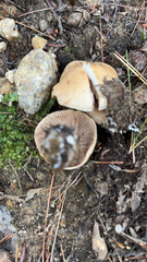 Hebeloma crustuliniforme