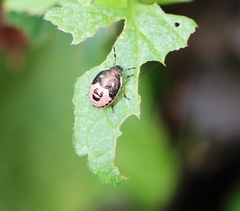 Holcostethus sphacelatus