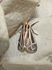 Apantesis phalerata