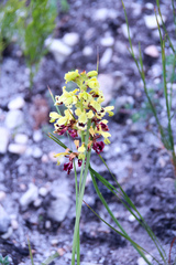 Tritoniopsis parviflora parviflora