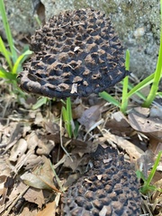 Strobilomyces strobilaceus