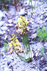 Tritoniopsis parviflora parviflora