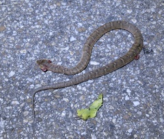 Gloydius ussuriensis