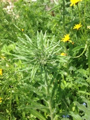 Echium vulgare