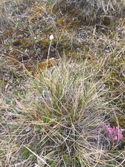 Eriophorum vaginatum