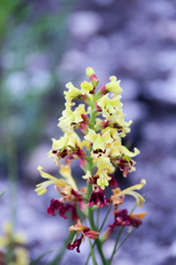 Tritoniopsis parviflora parviflora