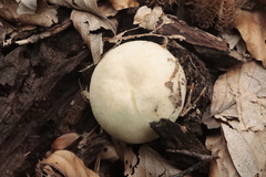 Russula virescens