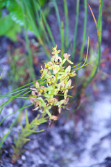 Tritoniopsis parviflora parviflora