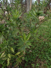 Nidorella