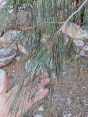 Pinus sabiniana