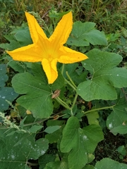 Cucurbita pepo