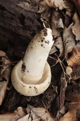 Russula virescens