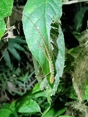 Anolis aequatorialis