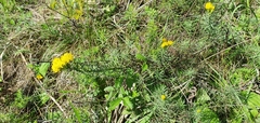 Galatella linosyris