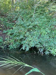 Rhododendron periclymenoides