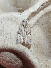 Oligia modica