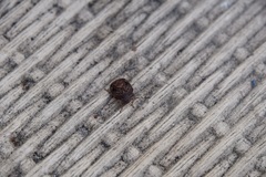 Stethaulax marmorata