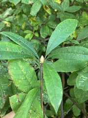 Rhododendron periclymenoides