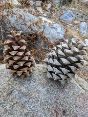 Pinus sabiniana