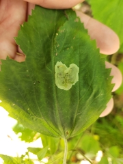 Calycomyza eupatoriphaga