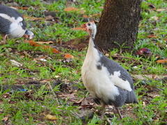 Numida meleagris domesticus
