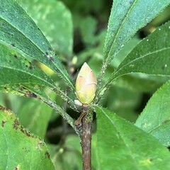 Rhododendron periclymenoides