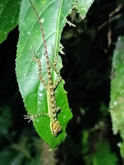 Anolis aequatorialis