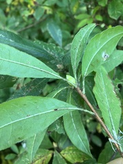Rhododendron periclymenoides