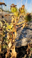 Grindelia integrifolia
