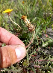 Taraxacum