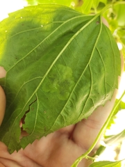 Calycomyza eupatoriphaga