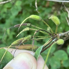 Rhododendron periclymenoides