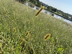 Setaria