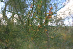 Gyrostemon racemiger