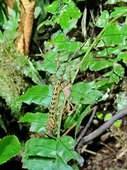 Anolis aequatorialis