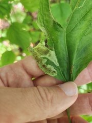 Calycomyza eupatoriphaga