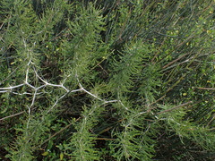 Asparagus burchellii