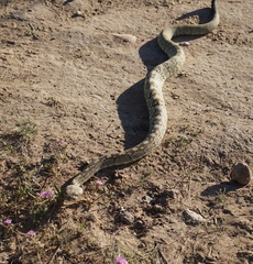 Crotalus ornatus