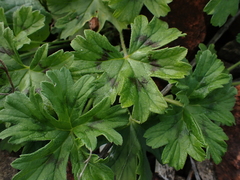 Pelargonium alchemilloides