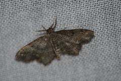 Hypagyrtis piniata