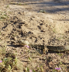 Crotalus ornatus