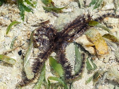 Ophiocoma scolopendrina