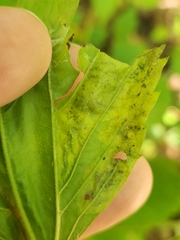 Calycomyza eupatoriphaga