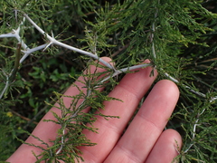 Asparagus burchellii