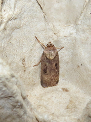 Noctuina