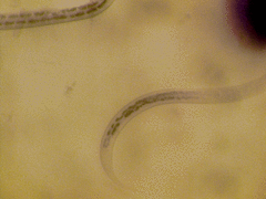 Nematoda