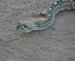 Crotalus ornatus